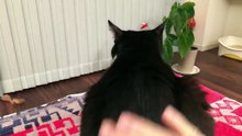 おむすびさんの晩ご飯