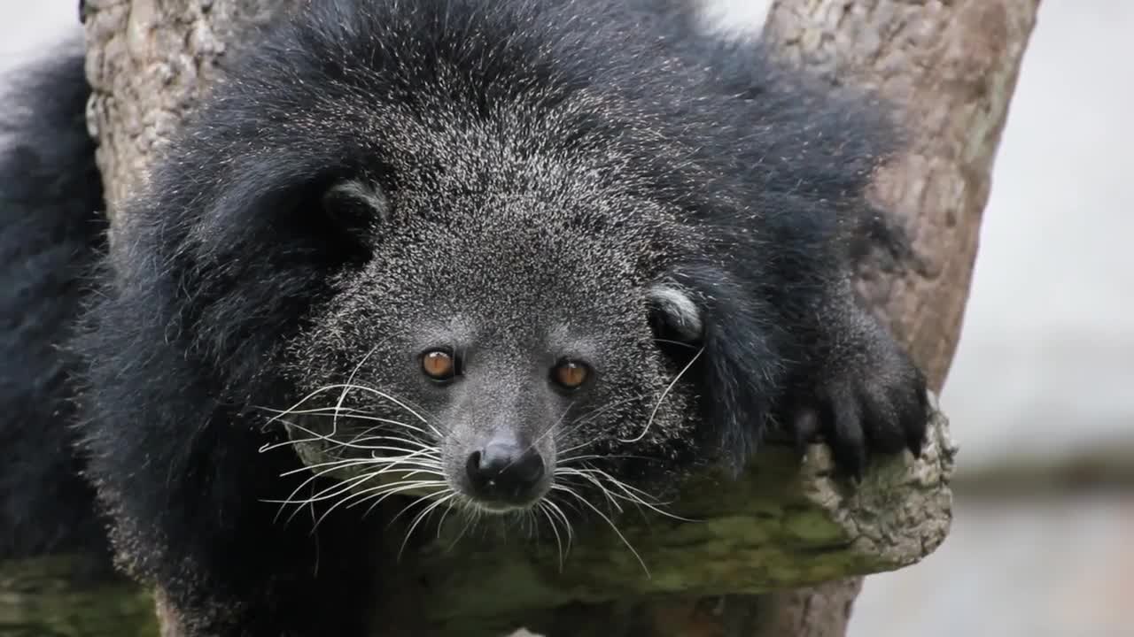 The Bearcat Isn't A Bear Or A Cat, But It Does Smell Like Popcorn