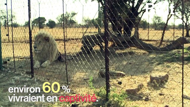 Le lion comme animal de ferme en Afrique du Sud