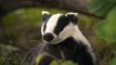 BBC Radio 4_Farming Today 23Oct18 - vets reject badger cull success