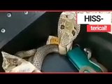 Biker Lifts Scooter Seat and Finds THREE COBRAS! | SWNS TV