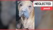 Neglected Shar Pei dog is hoping to make 2,500 mile trip to the UK | SWNS TV