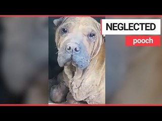 Download Video: Neglected Shar Pei dog is hoping to make 2,500 mile trip to the UK | SWNS TV