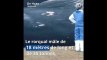 Belgique: Une baleine de 18 mètres s'échoue sur une plage