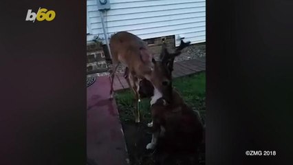 Adorable Baby Deer Becomes Best Friends With a Bulldog