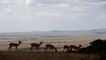 Conservationists re-introduce zebras in Tanzania's Kitulo national park