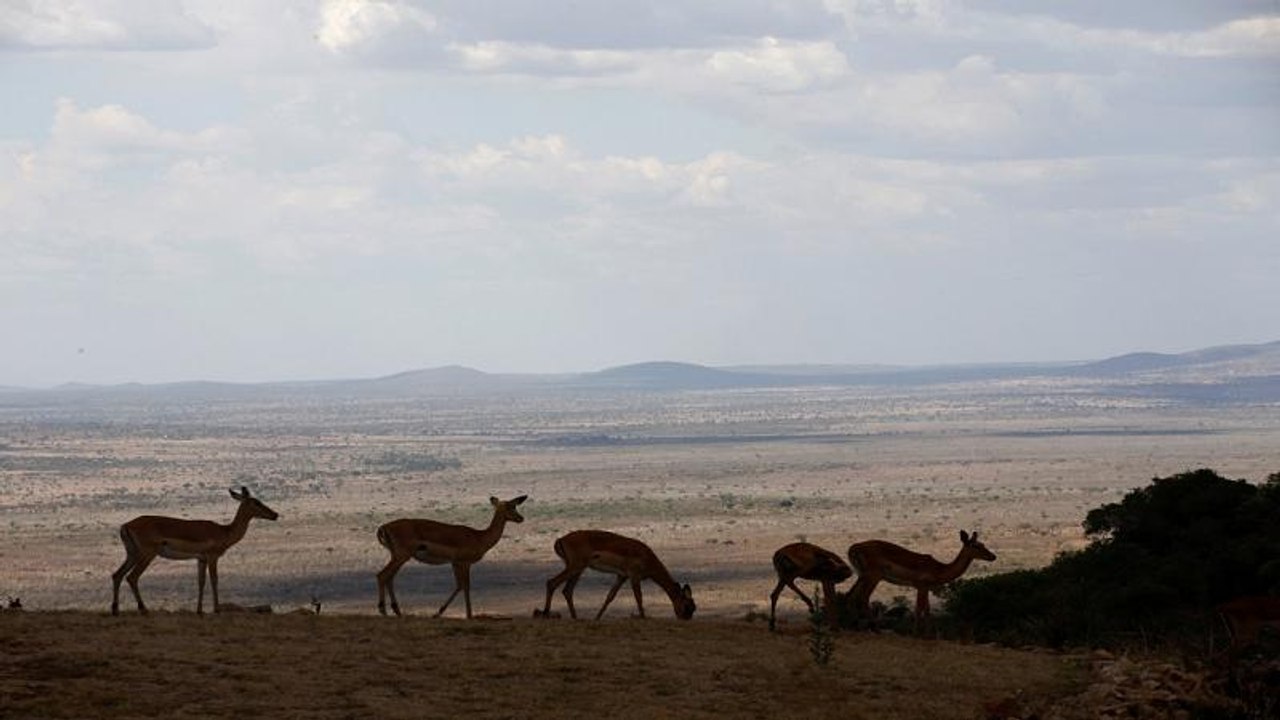 Conservationists re-introduce zebras in Tanzani...