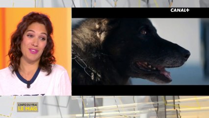 Les sorties ciné de la semaine - L'info du vrai du 24/10 - CANAL+