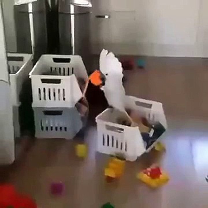 Who Needs A Baby When You Have A Cockatoo ..