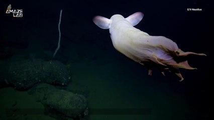 Скачать видео: 'Ghostly' Dumbo Octopus Caught on Video in Rare Deep-Sea Sighting