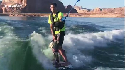 This six-month-old puppy loves wakeboarding with her owner