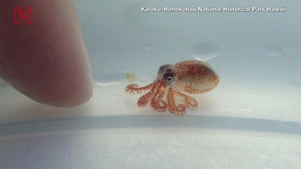 Just Look At How Cute This Teeny Tiny Baby Octopus Is!