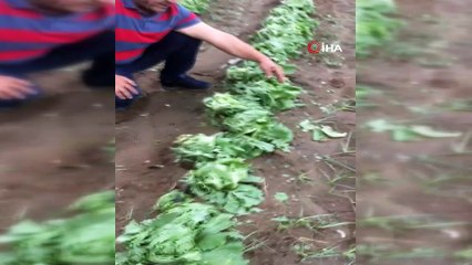 Tarsus’ta dolu ekili tarlalara zarar verdi