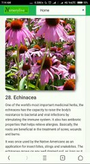 Rare natural health related plants & their uses and information.