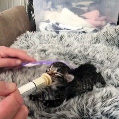 Minik Kedi Acıkmış