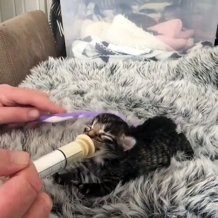 Minik Kedi Acıkmış