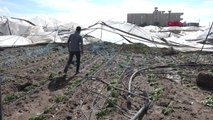 Mersin'de Sağanak Yağış ve Fırtına Domates ile Biber Seralarını Vurdu