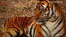 New Genetic Study Confirms There Are Only Six Tiger Subspecies Left in the World