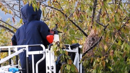 Gresy-sur-Aix : le nid de frelons géant a été détruit