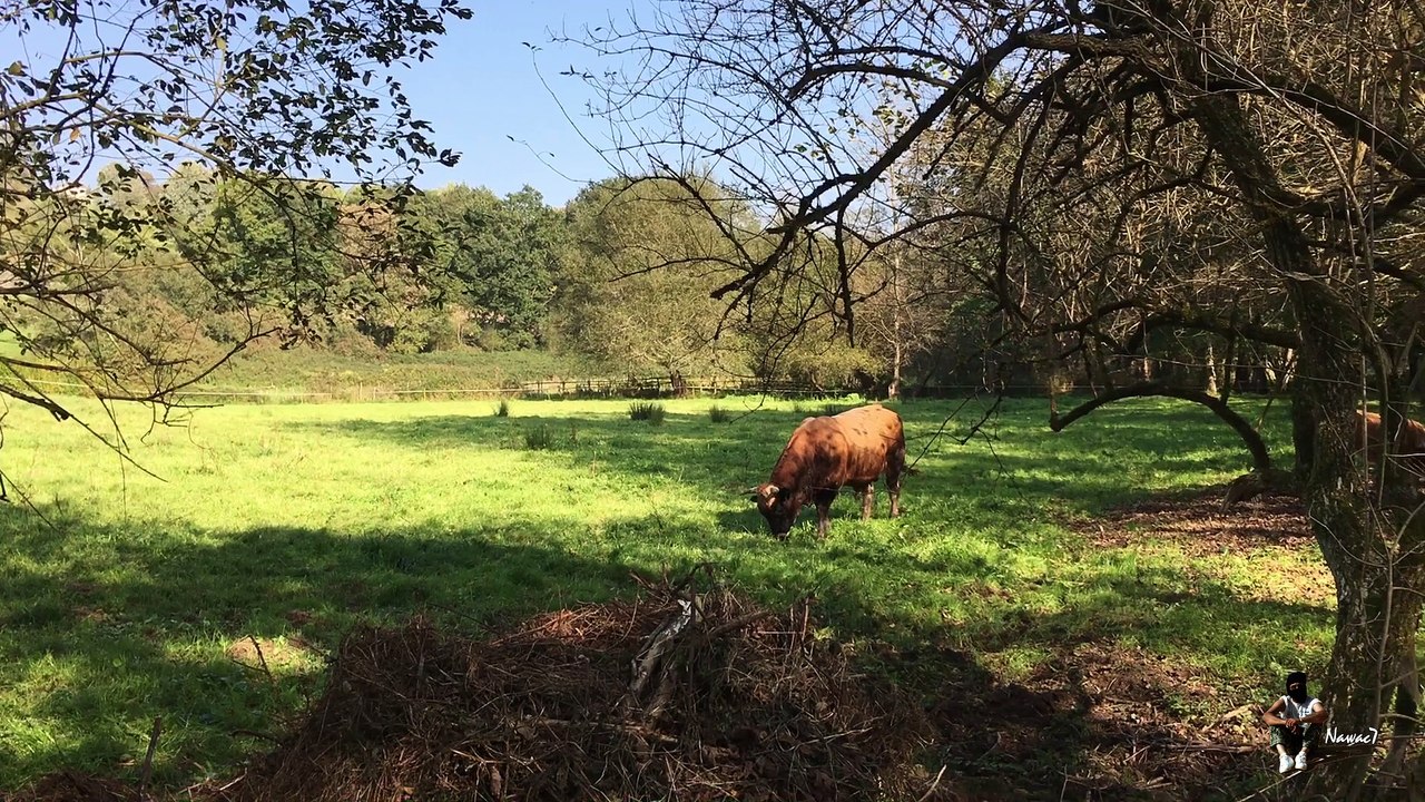 Étape 61 : Villaviciosa – Pola De Siero / Camino Del Norte – Saint-Jacques-de-Compostelle – 14 octobre 2017.