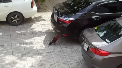 Rooster Attacks Its Own Reflection