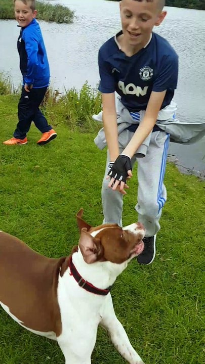 Doggo Faceplant