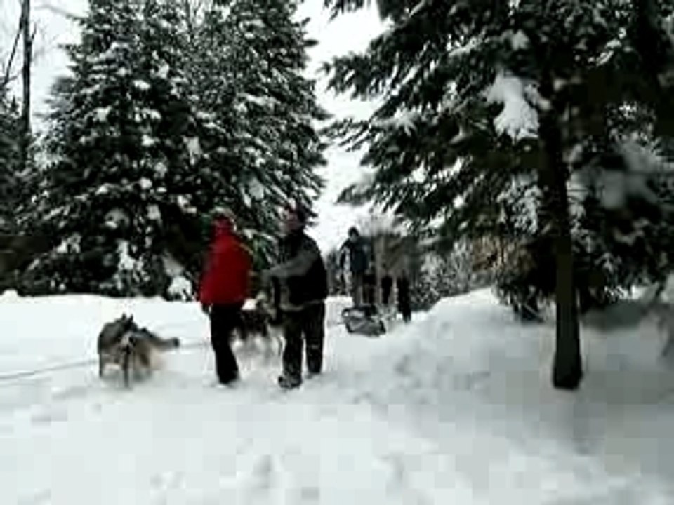 Traineau a chien
