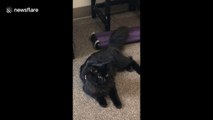 Cat Learns she is adopted