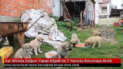 Kar Altında Doğum Yapan Köpek ile 7 Yavrusu Korumaya Alındı