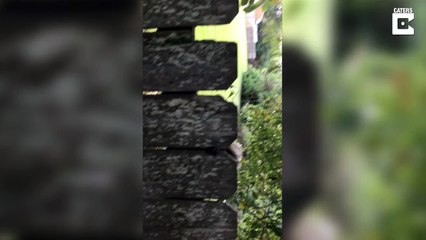 Un écureuil s'est coincé les testicules dans une clôture /  A squirrel got his nuts stuck in a fence