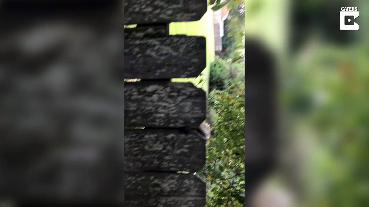 Un écureuil s'est coincé les testicules dans une clôture /  A squirrel got his nuts stuck in a fence