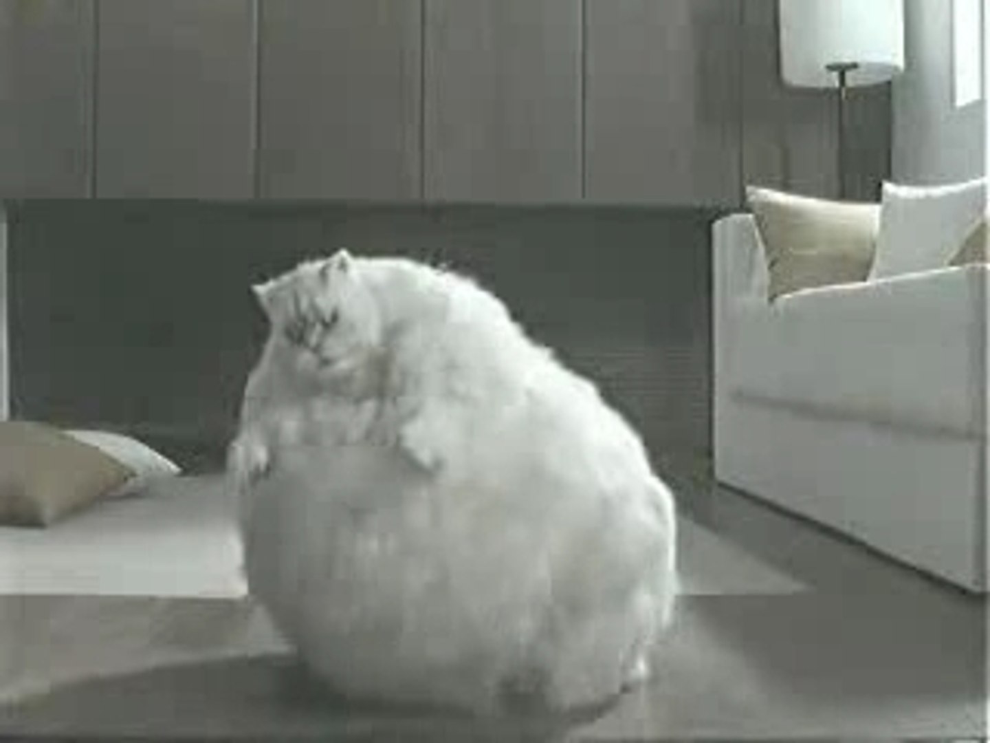 Толстые коты гиф