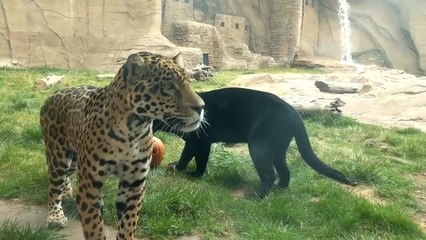 Aw! Bearizona adopts two jaguars from California