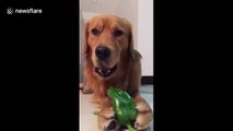 This golden retriever loves snacking on greens