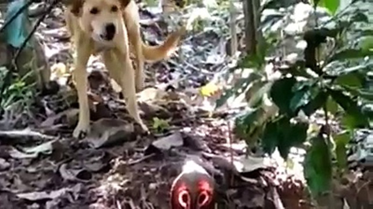 The snake in defence mode!