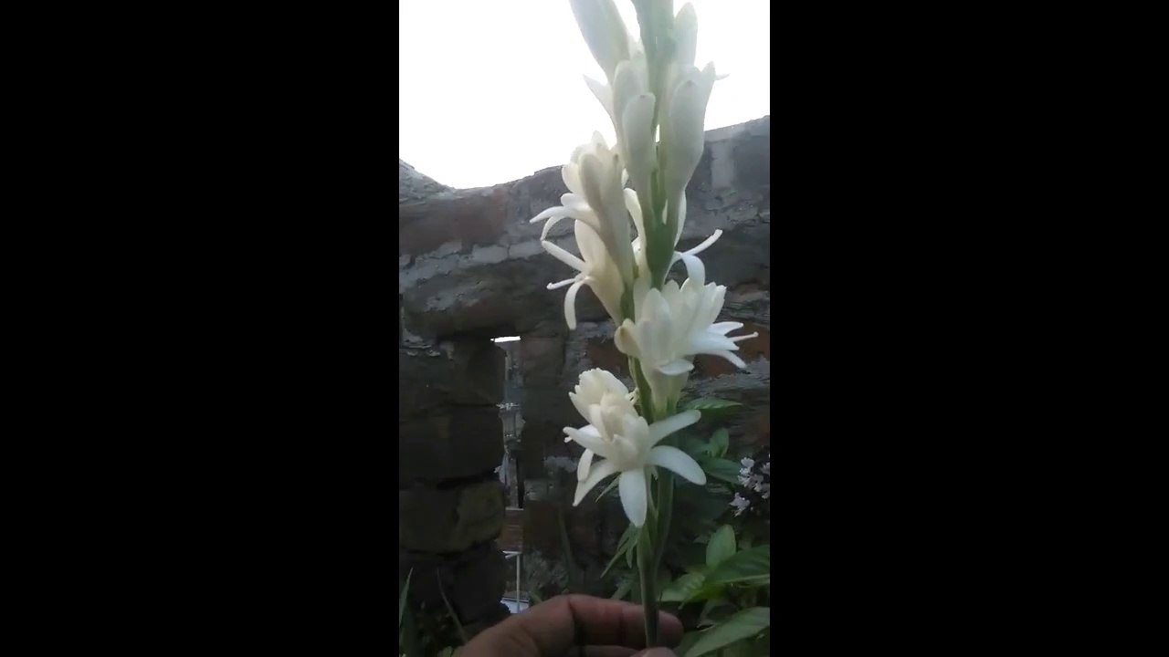 How to grow Tube Rose Plant  in a Basket