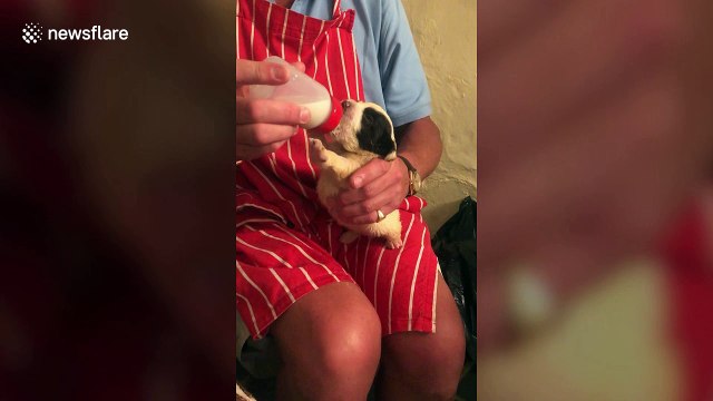 Village help save a litter of 14 orphaned puppies