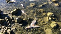 Haut-Doubs : la rivière Doubs continue de baisser et les poissons agonisent ou sont déjà morts