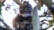 Collared Pygmy Owlet in Uttarakhand