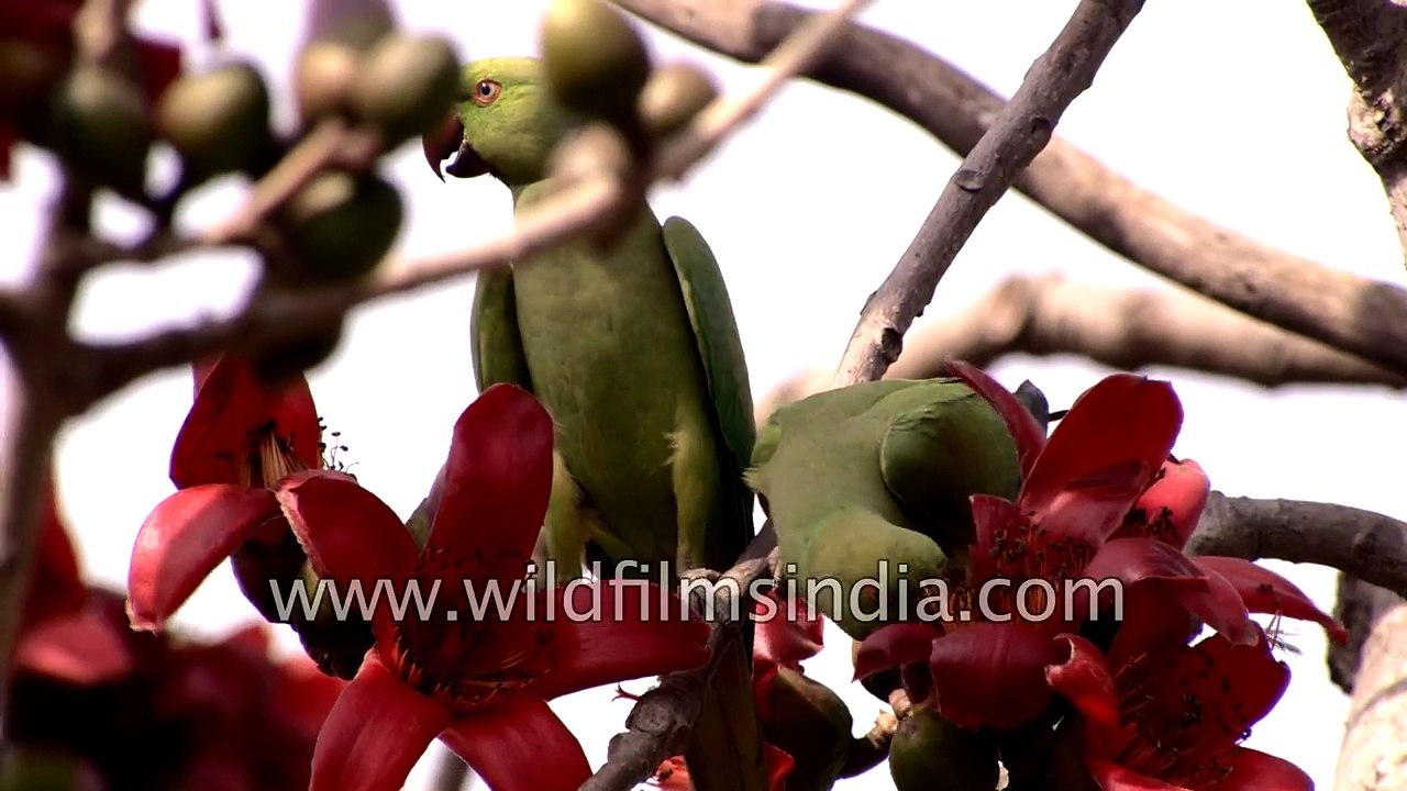 Rose-ringed Parakeet chewing through sehmal blossoms