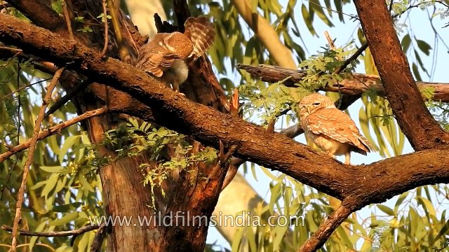 Spotted Owlets sun bathing at Keoladeo National Park