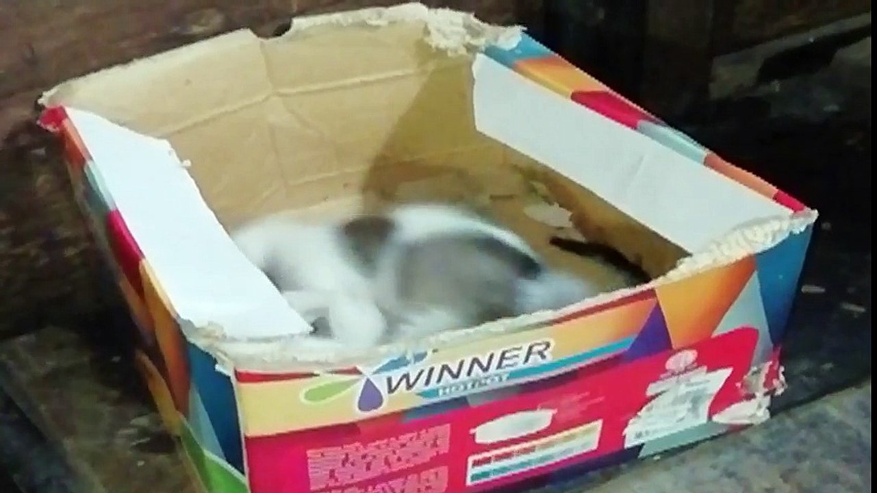 Cat Playing In A Box