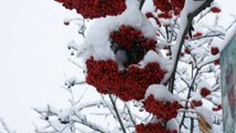 Zigana Dağı'na kar yağdı - GÜMÜŞHANE
