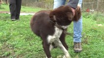 Nesli Tükenmekte Olan 'Zerdava' Köpeği İçin Harekete Geçildi