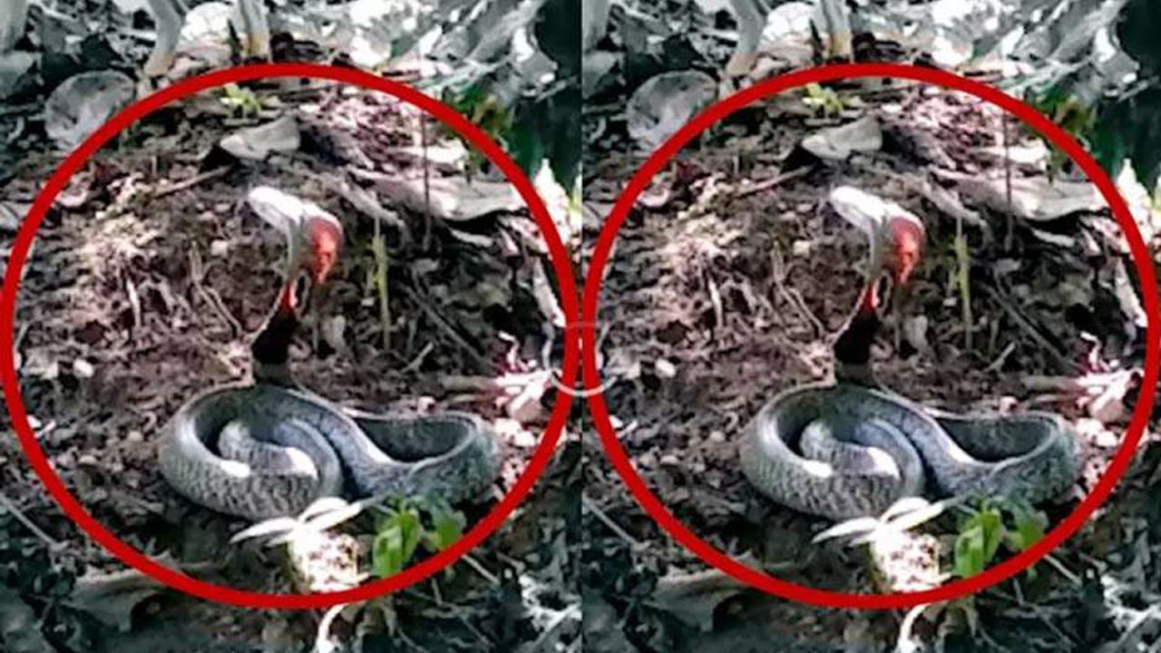 Cobra के सिर से निकली Red Colour की Light, देख कर हैरान हो गए लोग, Watch Video । वनइंडिया हिंदी