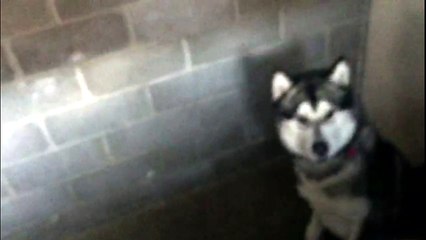 Soupçons de maltraitance d'un chien à Rouen