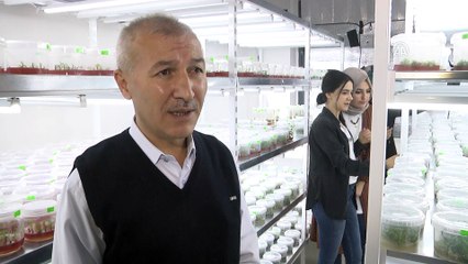 Bitkiler bu laboratuvarda filizleniyor - SAKARYA
