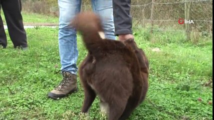 Nesli Tükenmekte Olan ‘Zerdava’ Köpeği İçin Harekete Geçildi