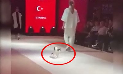 Kediden 'catwalk' dersi