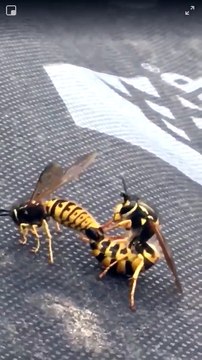 2 guêpes surprises en pleine action sur le toit de la maison !